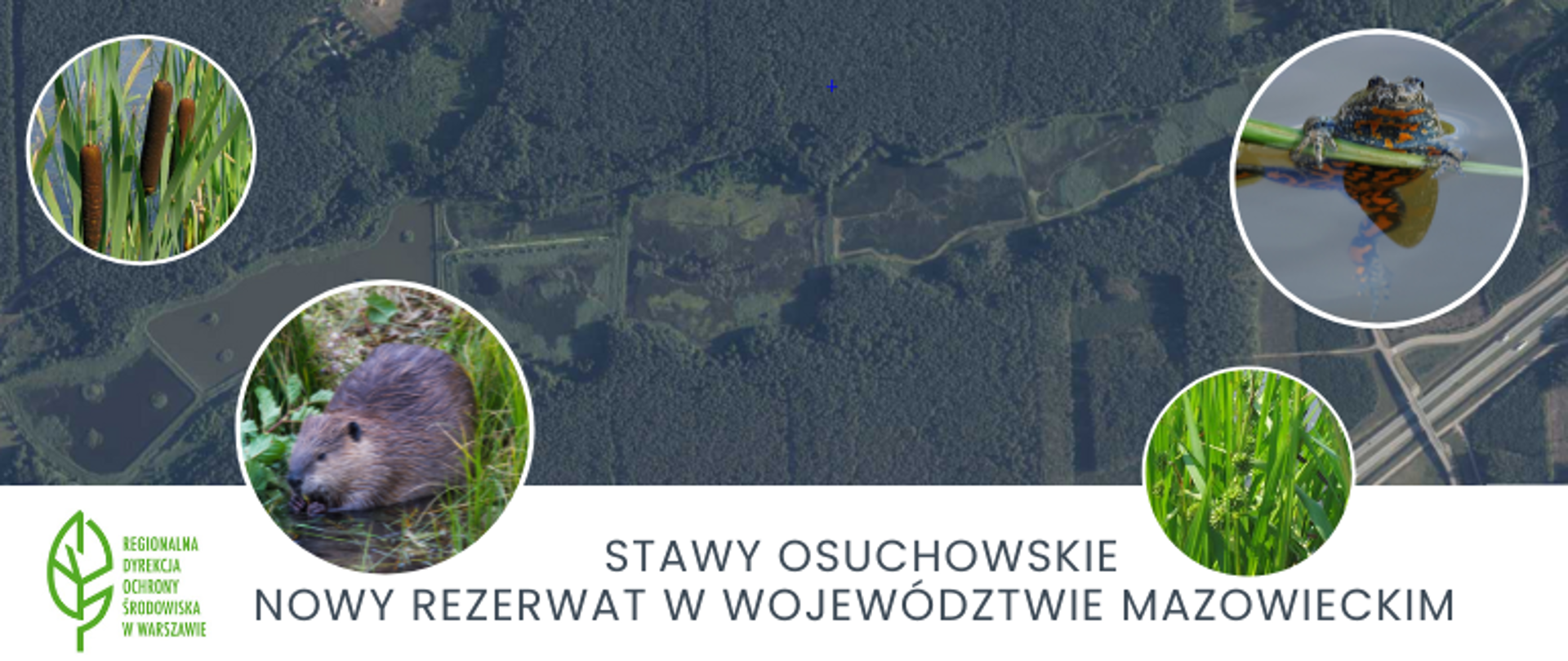 Widok z lotu ptaka na zielony teren, w 4 kółkach zdjęcia roślin i zwierząt, podpis: Stawy Osuchowskie - nowy rezerwat w województwie mazowieckim
