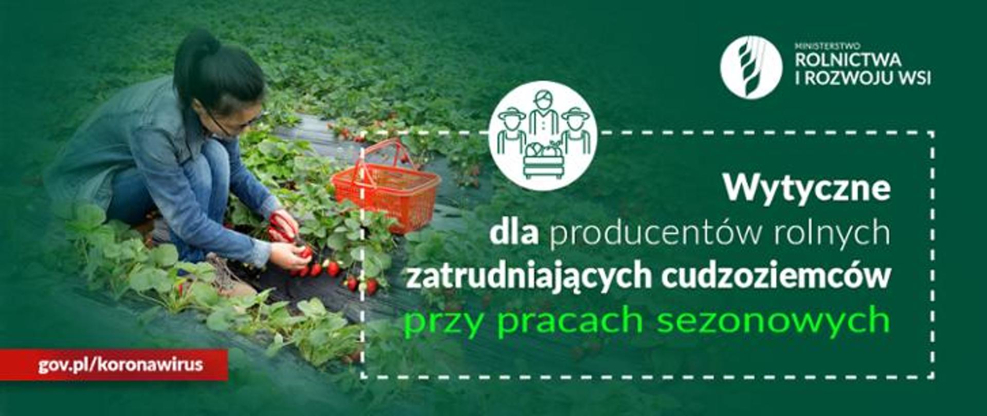 Na zielonym tle po lewej stronie zdjęcia kobieta zbiera truskawki. Po prawej stornie napis: Wytyczne dla producentów rolnych zatrudniających cudzoziemców przy pracach sezonowych. Na dole zdjęcia adres gov.pl/koronawirus