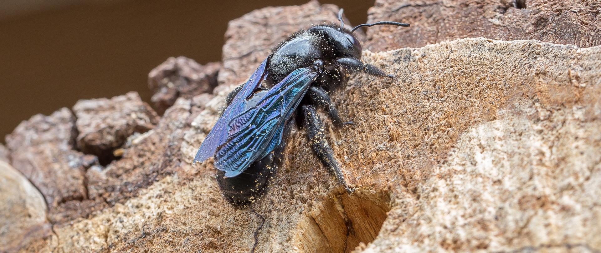 Zbliżenie na owada, czarna pszczoła, który siedzi pniu ściętego drzewa. 