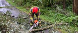 Na zajęciu widoczny strażak w ubraniu bojowym koloru piaskowego w czerwonym hełmie z pilarka w ręku podczas przecinania gałęzi drzewa która tarasuje drogę. W tle drzewa rosnące przy drodze asfaltowej.