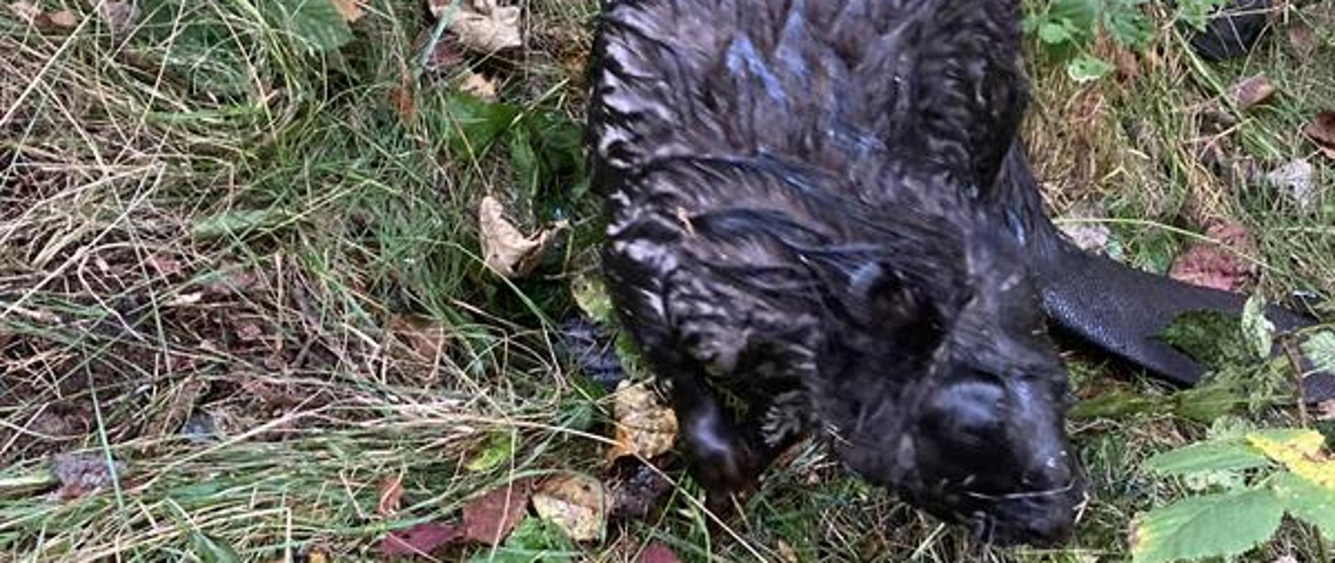 Działania ratownicze podczas zdarzenia z bobrem