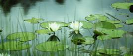 Grzybienie białe - bylina, której białe kwiaty i zielone liście unoszą się na wodzie