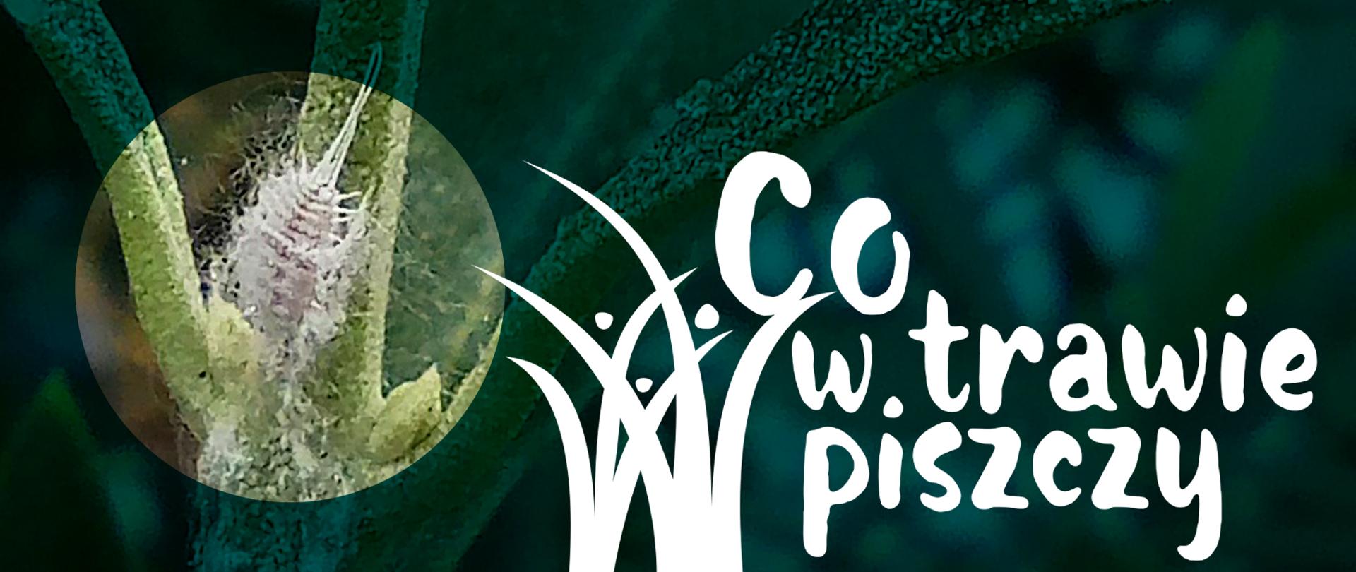 Co w trawie piszczy - grafika tytułowa przedstawiająca wełnowca,szkodnika roślin