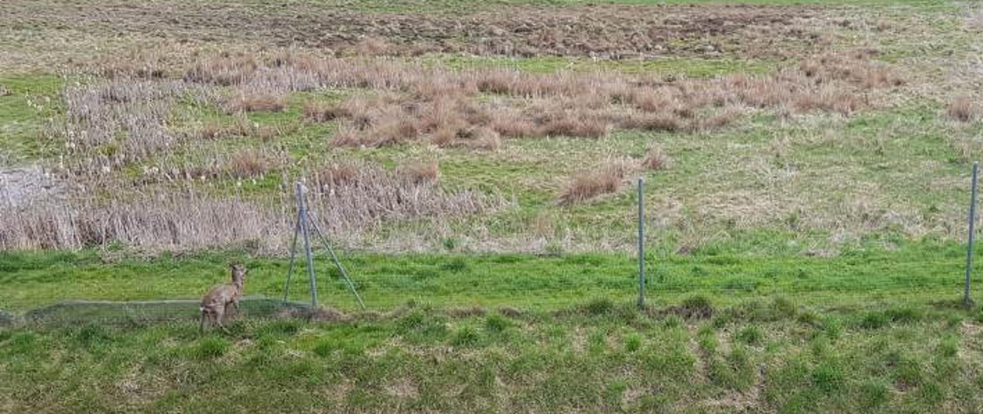 Kozioł sarny stoi przy ogrodzeniu ochronnym. 