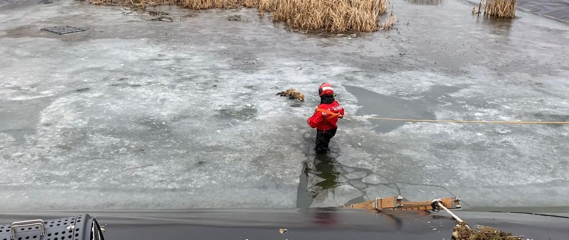 Lis uwięziony w zbiorniku wodnym w miejscowości Skarbimierz Osiedle - ratownik zabezpieczony linką ratowniczą próbuje podjąć lisa ze zbiornika wodnego