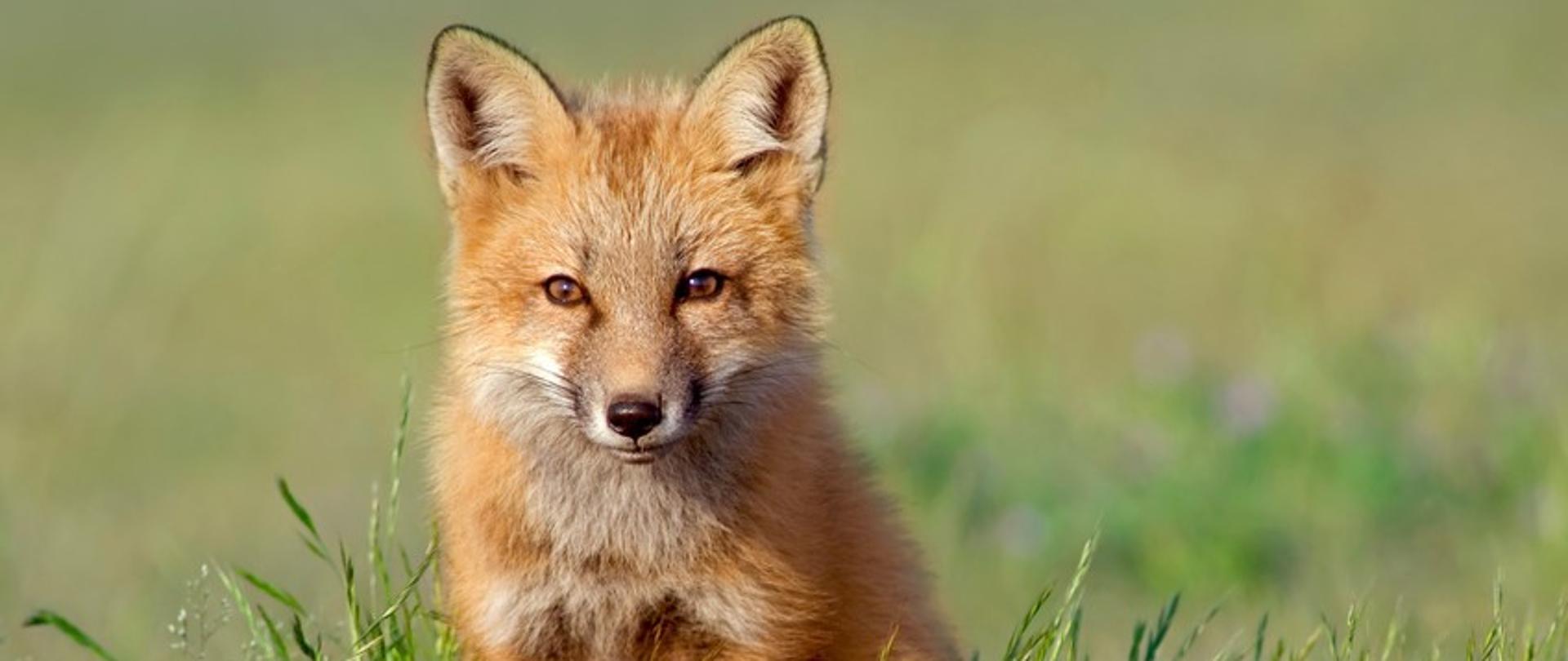 Na zdjęciu przedstawiono młodego lisa stojącego na łące