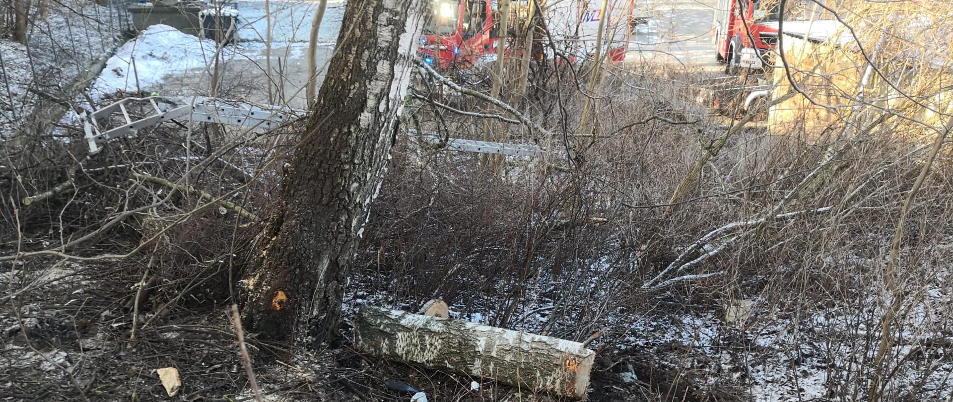 Zdjęcie przedstawia ścięte drzewo, które przygniotło młodego mężczyznę podczas prac przy ścince.