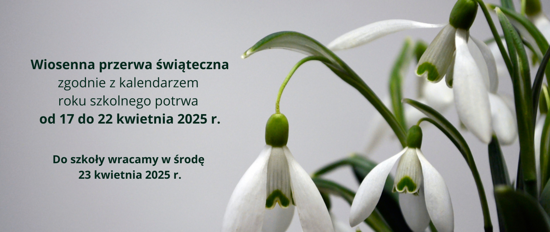 Na obrazku po prawej stronie kwitnące białe przebiśniegi. Tło w odcieniach szarości. Po lewej stronie napis informujący o okresie trwania wiosennej przerwy świątecznej.