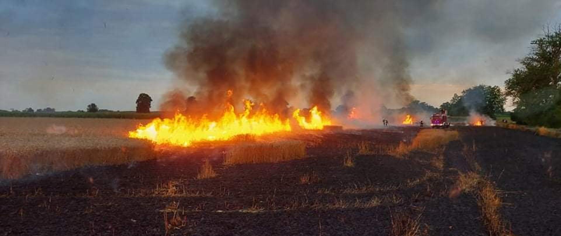 Widać pożar zboża na pniu, jest ogień, spalone ściernisko