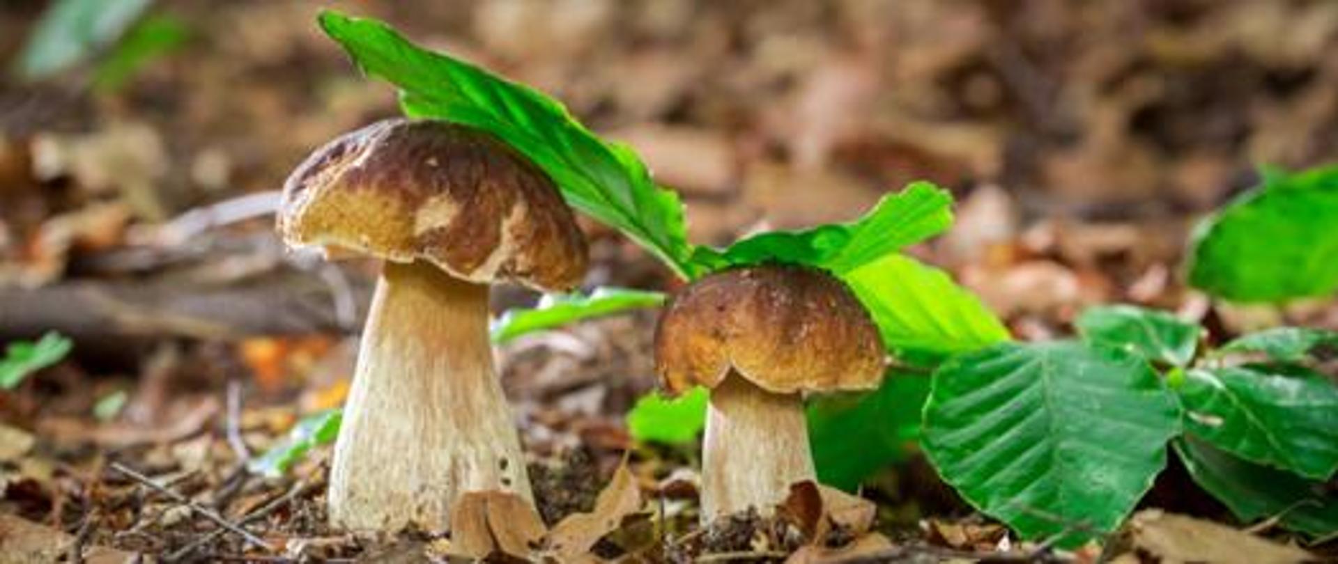 bezpieczne grzybobranie