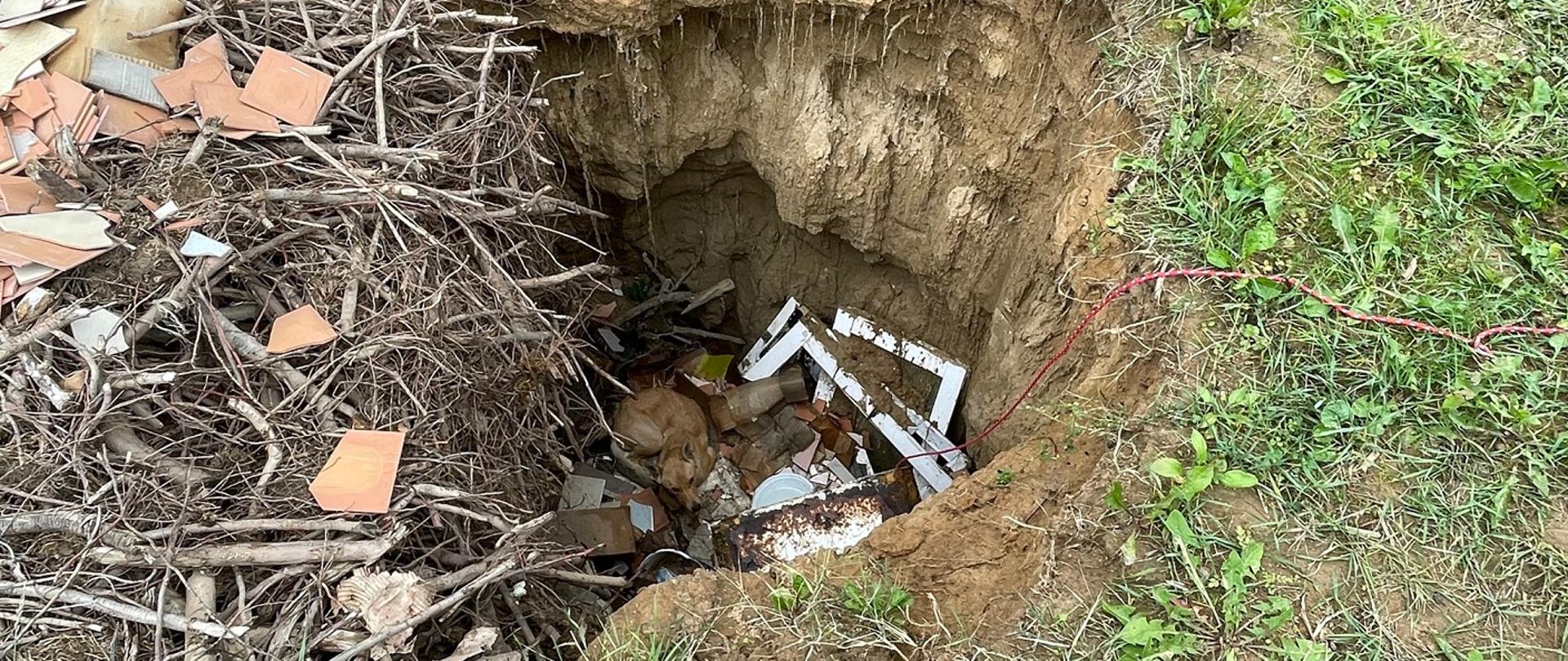 Na pierwszym planie widać psa uwięzionego w zapadlinie ziemnej.