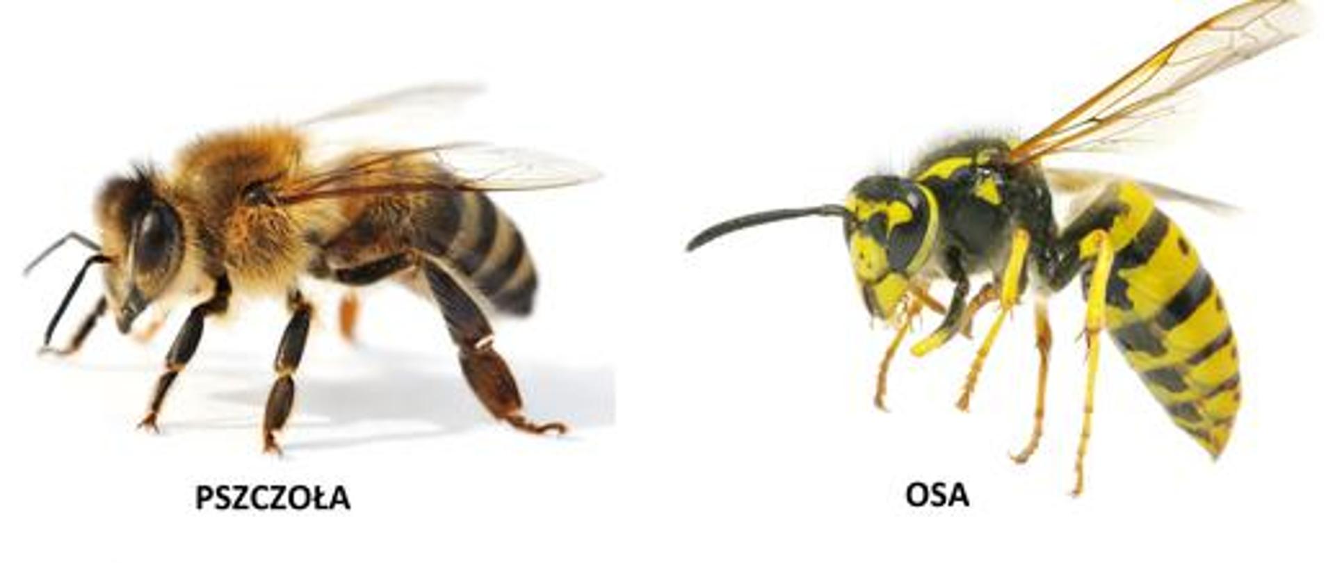 Zdjecię przedstawia pszczołę i osę z podpisem