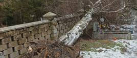 Powalone drzewo na cmentarzu w związku z silnymi wiatrami