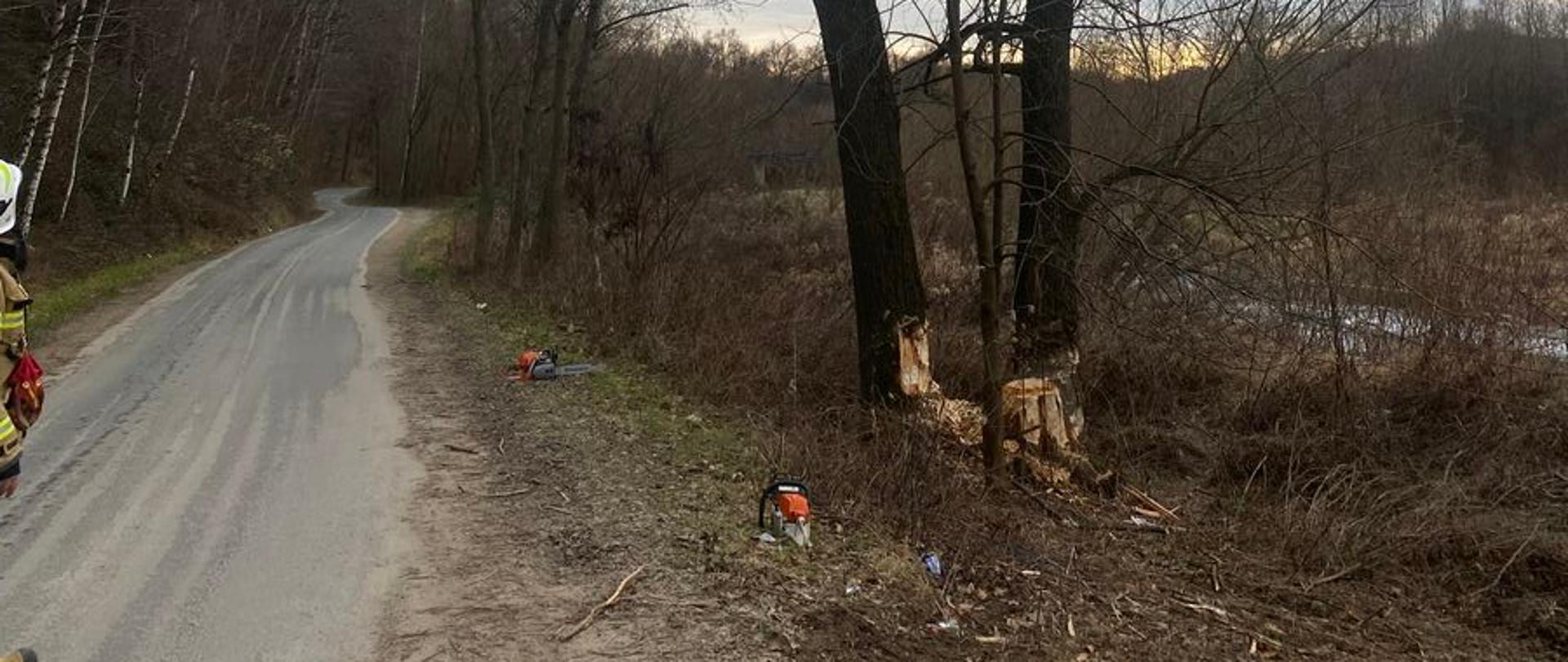 Widok drzewa podgryzionego przez bobry obok drogi