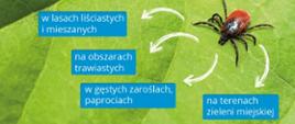 Gdzie żyją kleszcze? Obraz przedstawia miejsca, w których żyją kleszcze a mianowicie w lasach liściastych i mieszanych, na obszarach trawiastych, w gęstych zaroślach, paprociach, na terenach zieleni miejskiej
