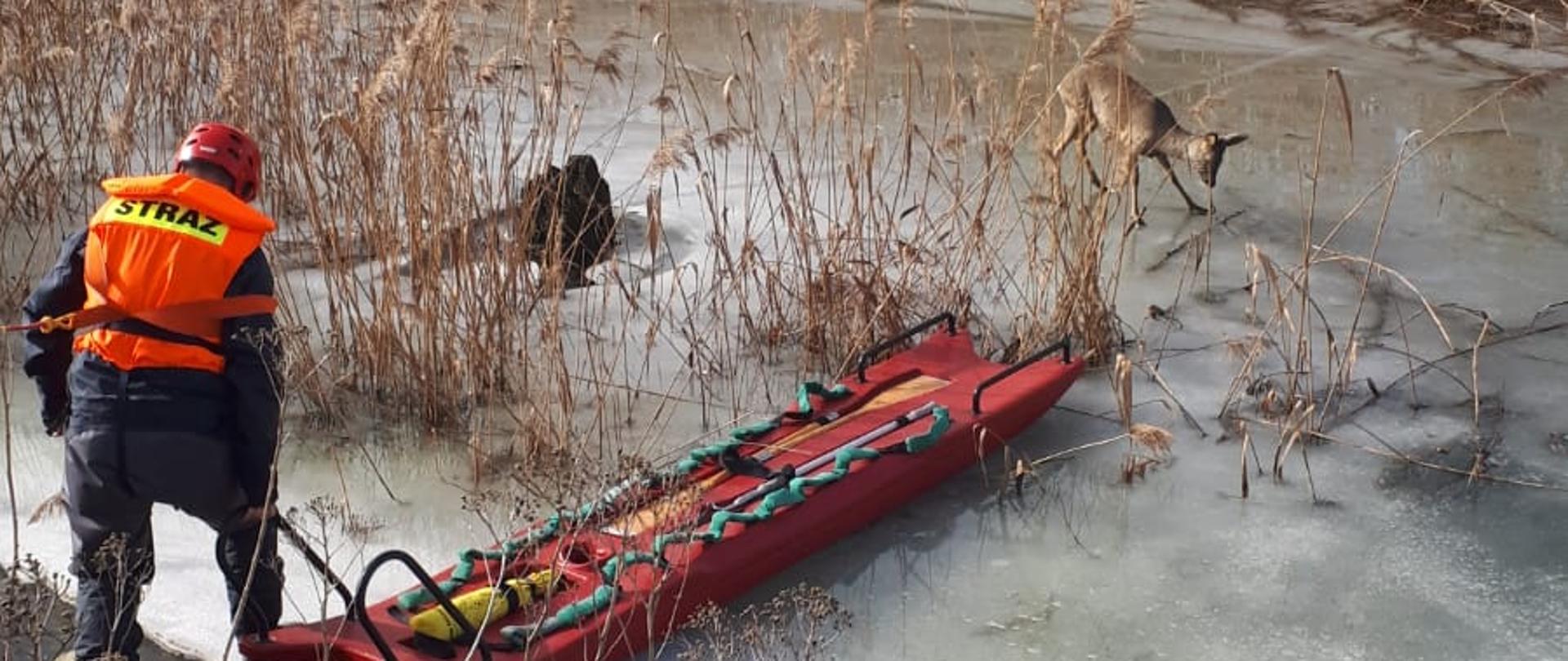 Sarna stojąca na powierzchni zalodzonej oraz strażak w kamizelce asekuracyjnej z saniami lodowymi.
