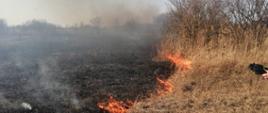 Na zdjęciu widoczny pożar suchej trawy oraz trzcinowisk