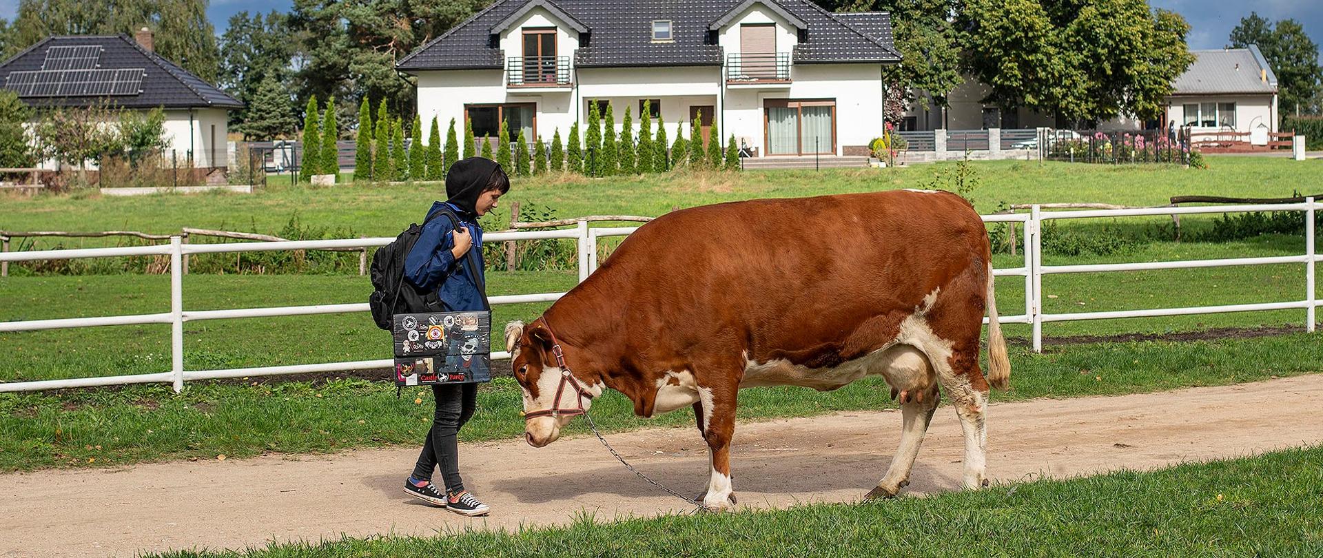 Zdjęcie przedstawia osobę i krowę. Osoba w niebieskiej kurtce z kapturem na głowie trzyma plecak i idzie po żwirowej ścieżce, która biegnie przez środek trawiastego terenu. Obok niej idzie duża, brązowo-biała krowa. W tle widać białe, drewniane ogrodzenie. Za ogrodzeniem, na końcu trawiastego pola, znajduje się duży biały dom z brązowym dachem i dwoma balkonami. Wokół domu rosną drzewa. Niebo jest pochmurne, widać duże, białe chmury.