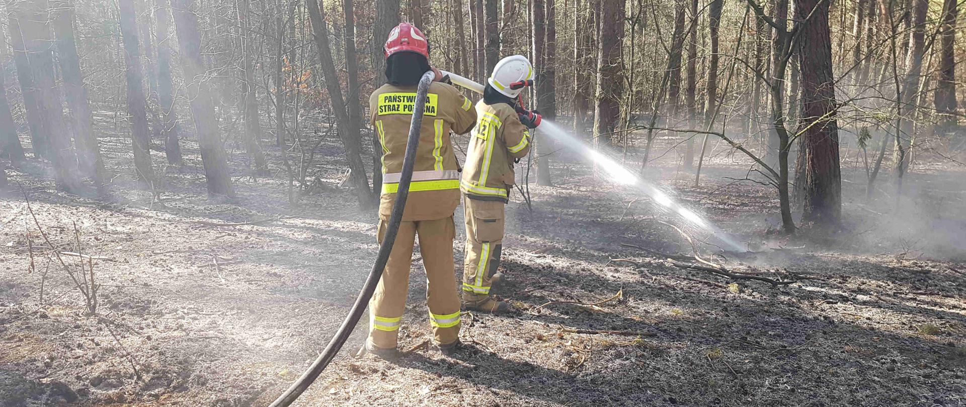 Zdjęcie zrobione w dzień. Na zdjęciu jest strażak PSP oraz OSP podający jeden prąd wody w natarciu na palące się poszycie leśne, w tle widać spaloną ściółkę którą strażacy przelewają wodą, oraz nadpalone drzewa. 