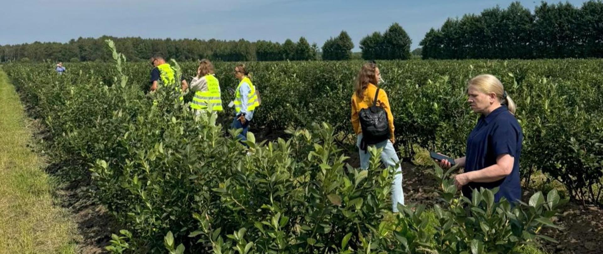 Audyt ekspertów wietnamskich w zakresie spełnienia wymagań eksportowych dla owoców borówki