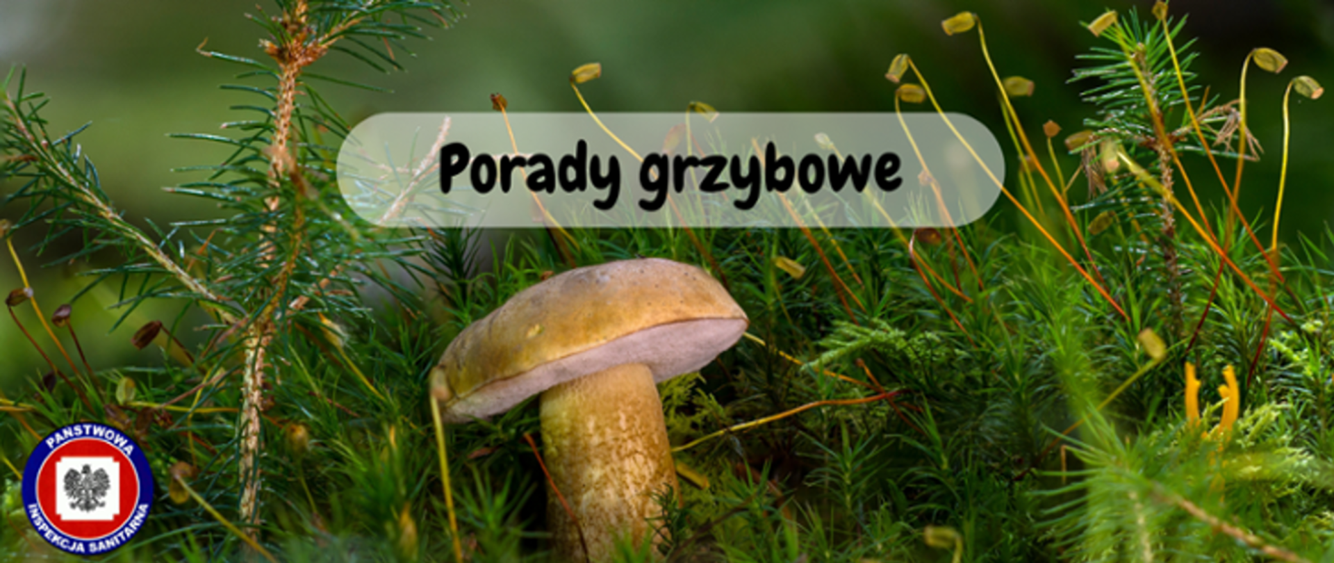na zdjęciu grzyb, napis porady grzybowe, z lewej strony logo Państwowej Inspekcji Sanitarnej