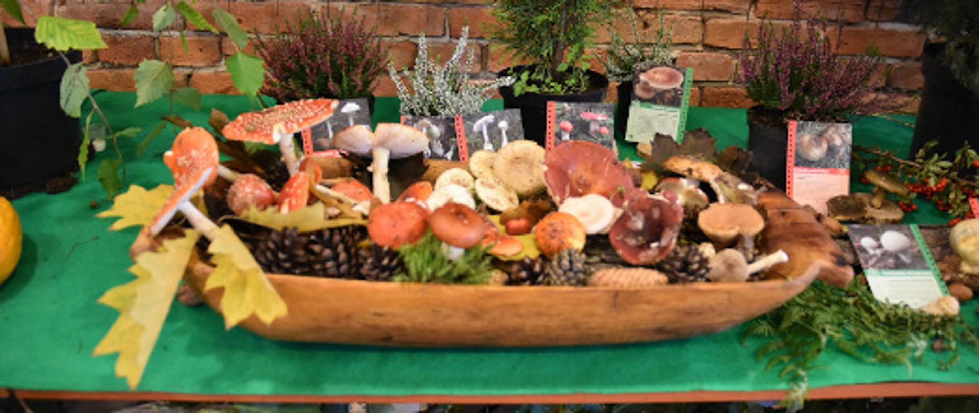 Wystawa grzybów