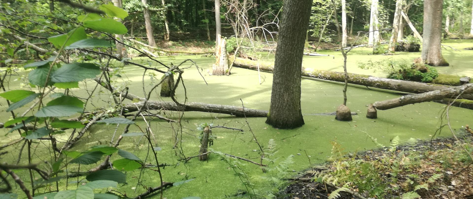 źródło zdjęcia RDOŚ w Lublinie