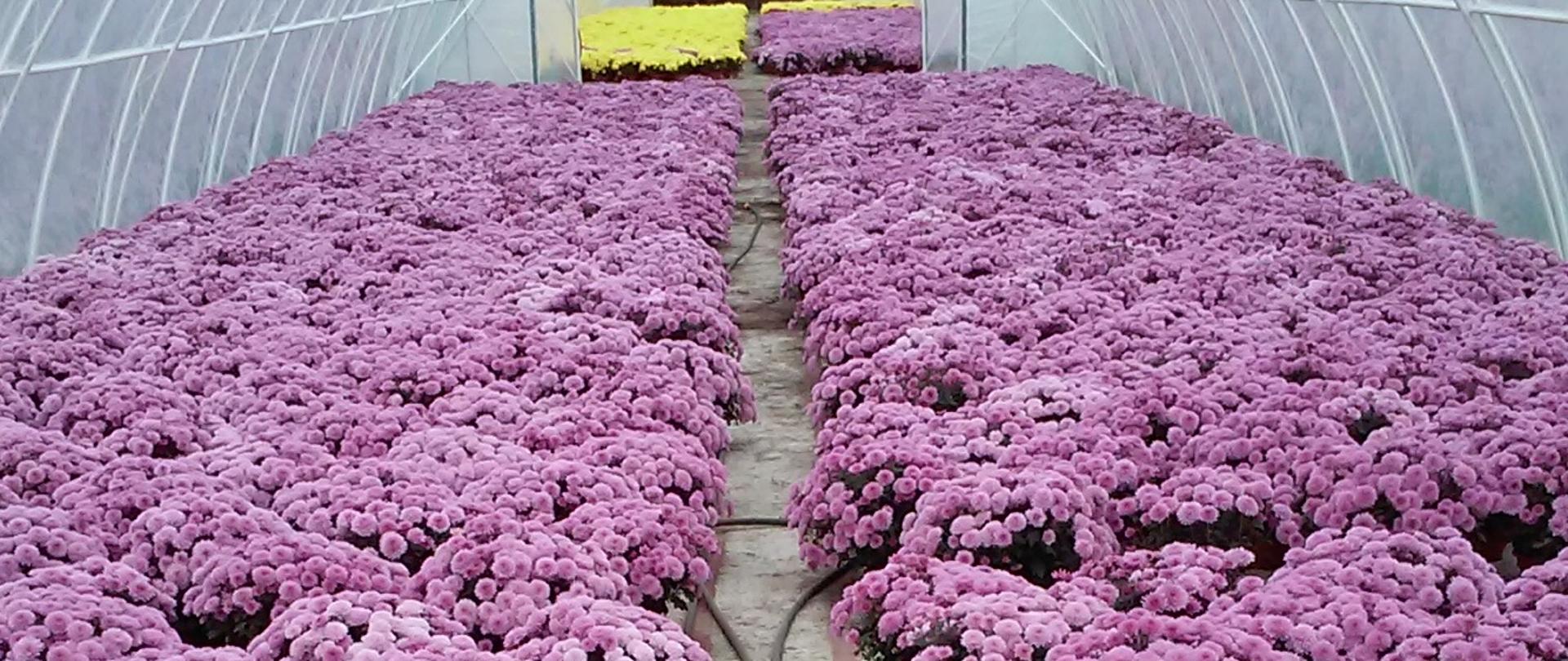 Różowe chryzantemy w tunelu ciągnące się na kilkadziesiąt metrów