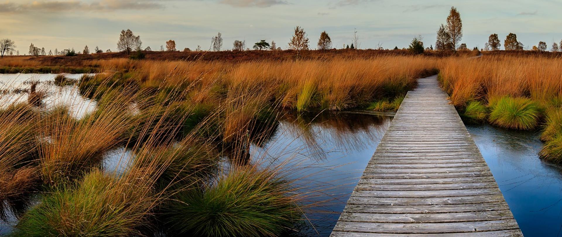 obszary wodno błotne mokradło