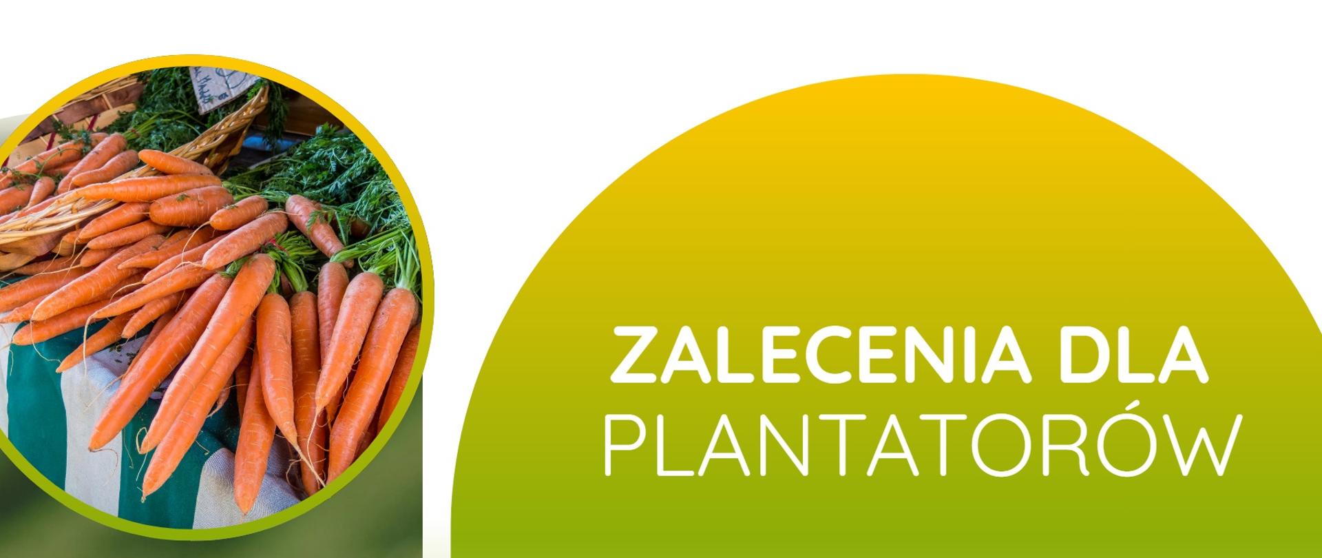 Zalecenia dla plantatorów