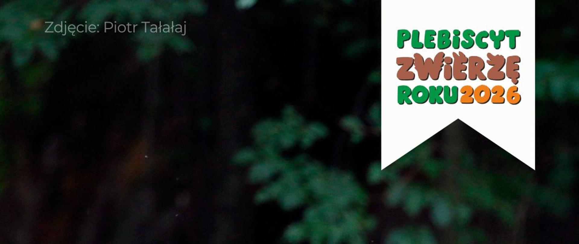 Plebiscyt Zwierzę Roku 2026