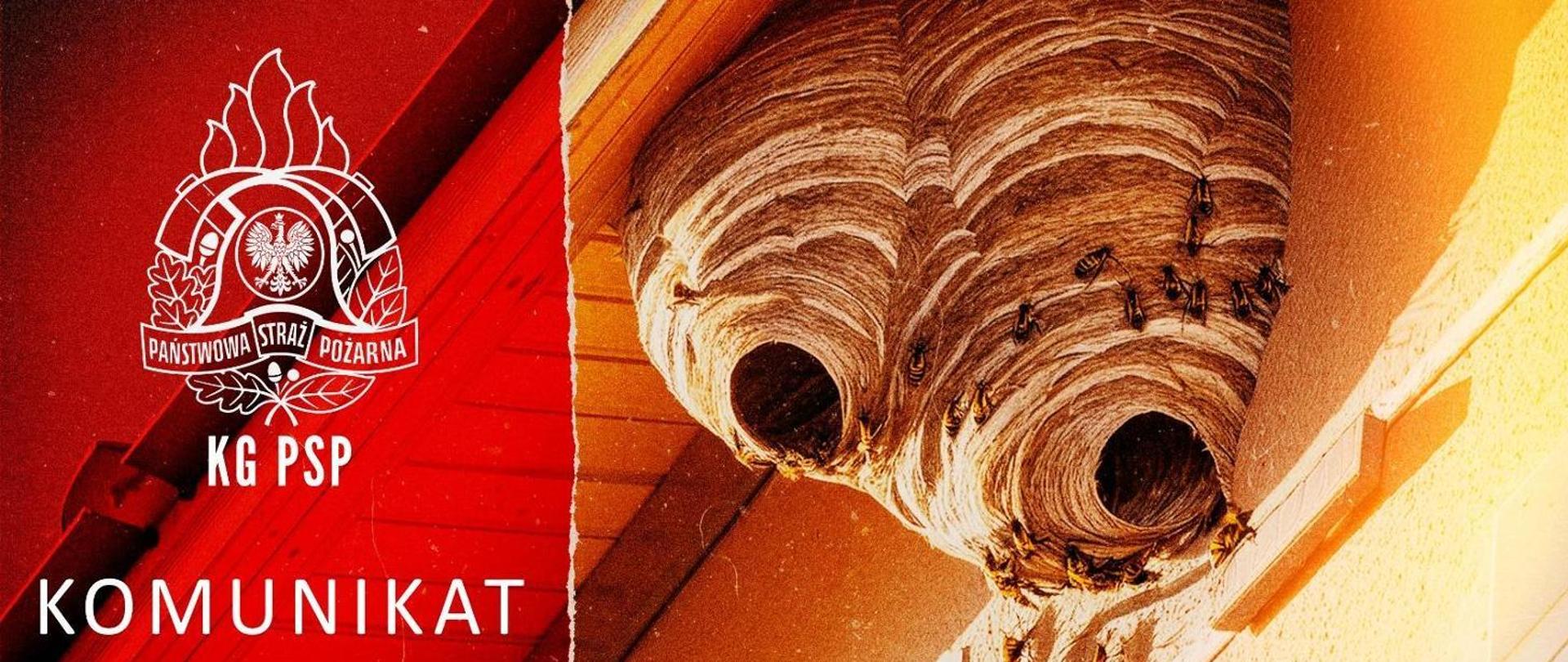 Gniazdo owadów błonkoskrzydłych - grafika informująca"