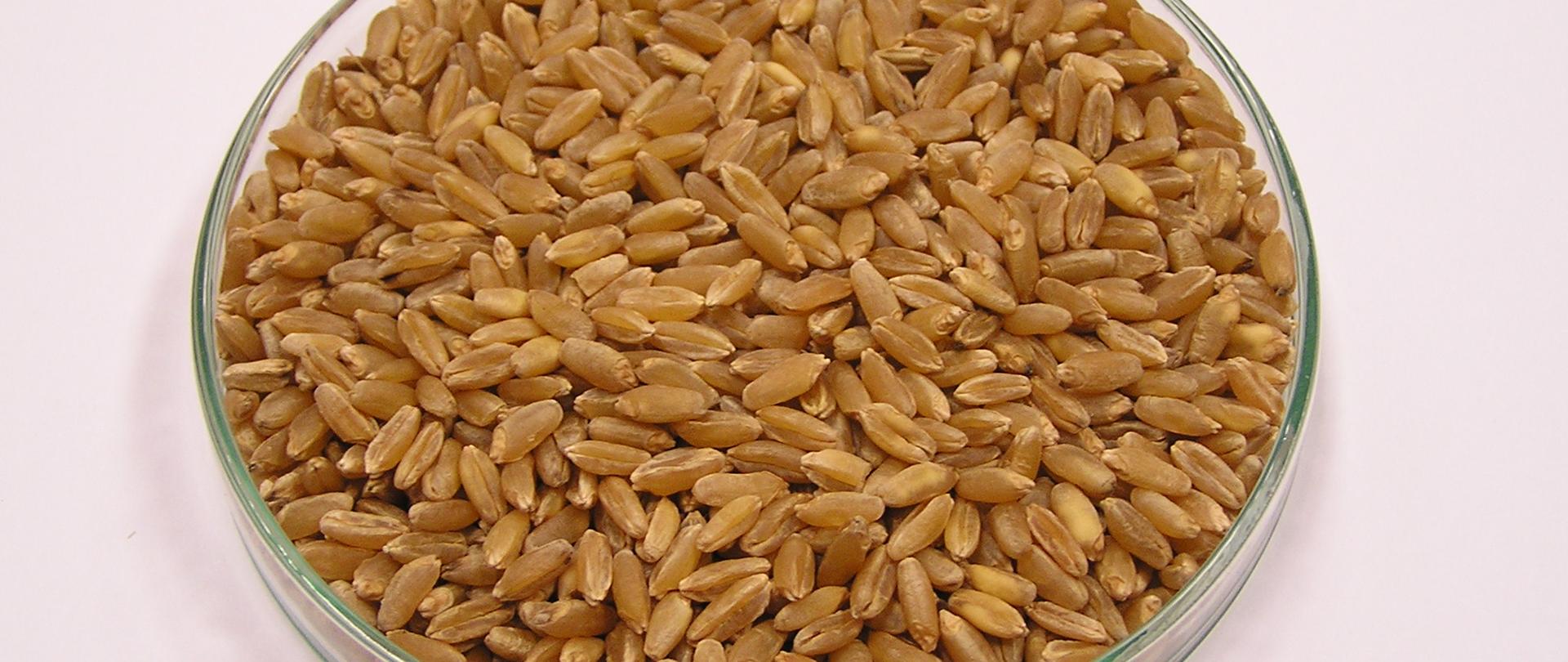 Szalka Petriego wypełniona nasionami pszenicy twardej