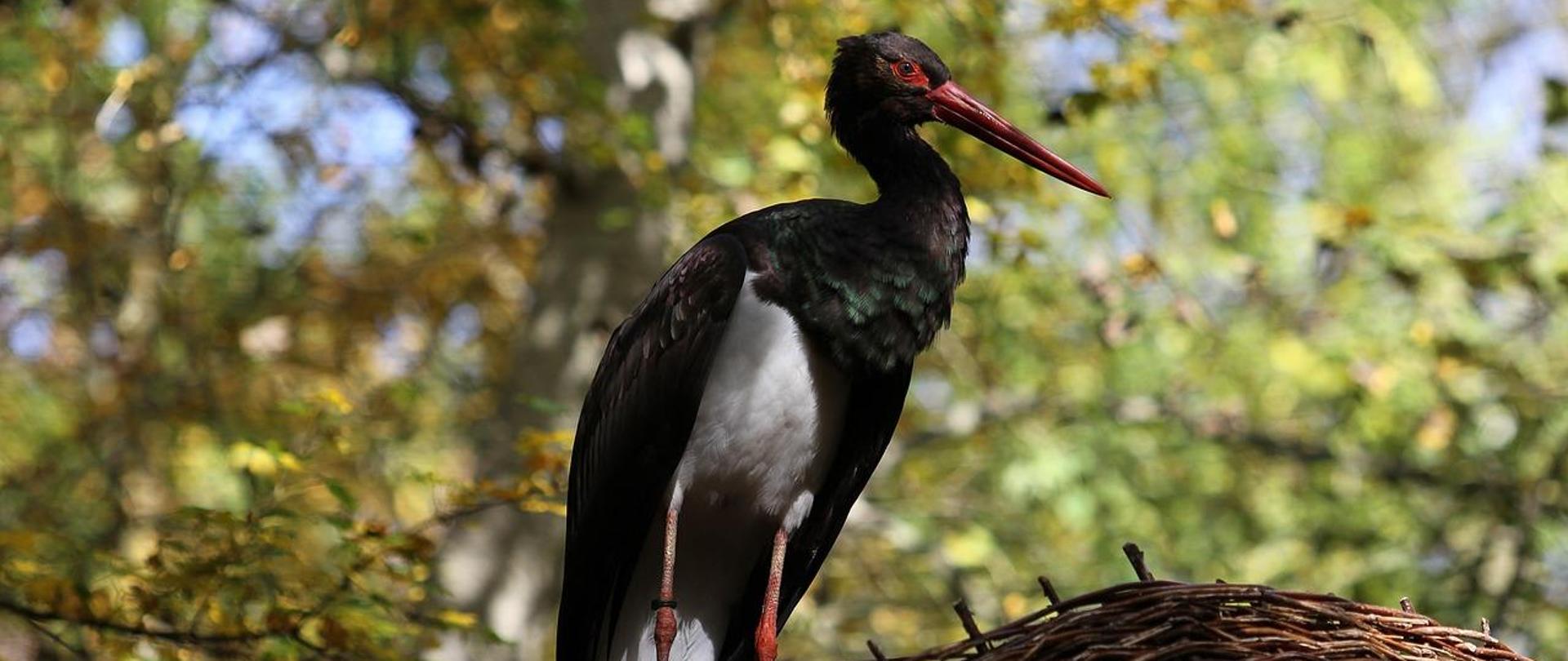 bocian czarny (https://pixabay.com/pl/service/license-summary/)