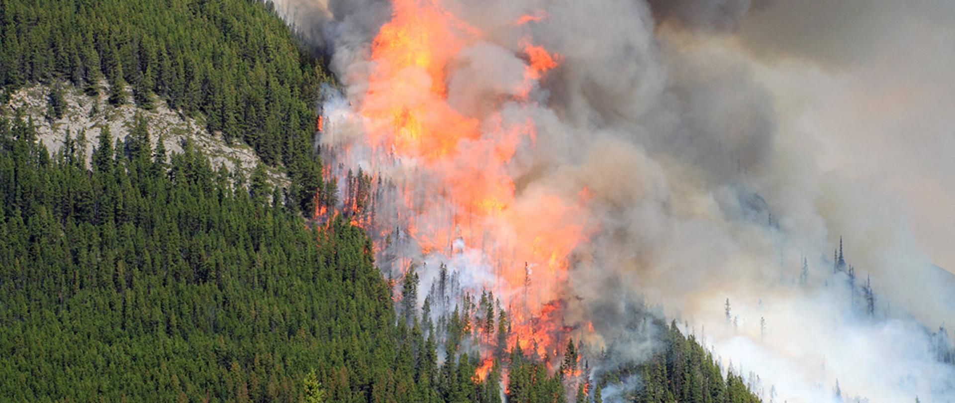 Zdjęcie przedstawia pożar lasu widziany z "lotu ptaka" i dużo dymu
