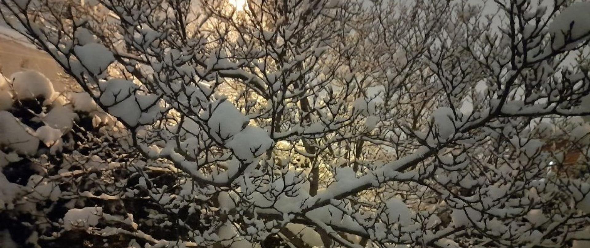 noc, drzewo pokryte śniegiem, w tle latarnia uliczna