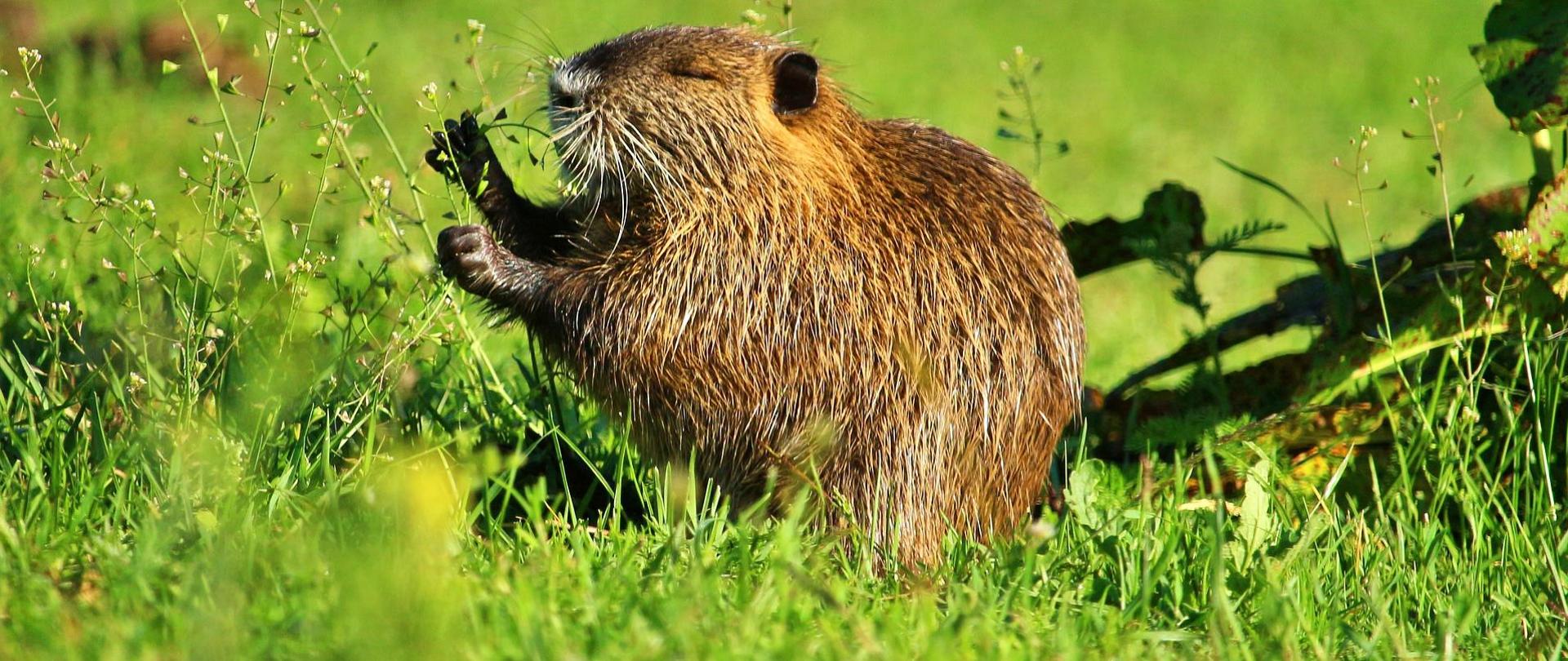 Nutria amerykańska - gatunek inwazyjny