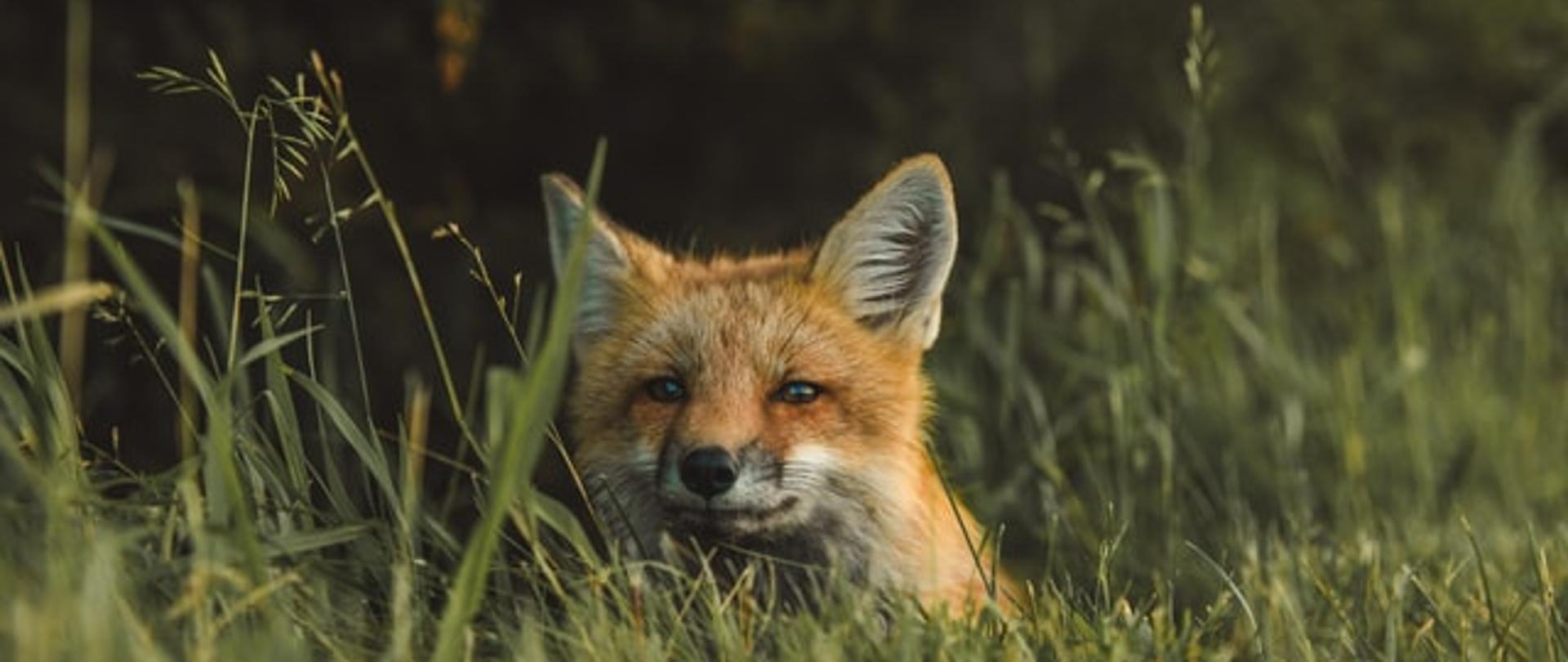 Zdjęcie przedstawiające dzikiego lisa ilustrujące artykuł na temat szczepienia lisów wolno żyjących przeciwko wściekliźnie - akcja wiosenna