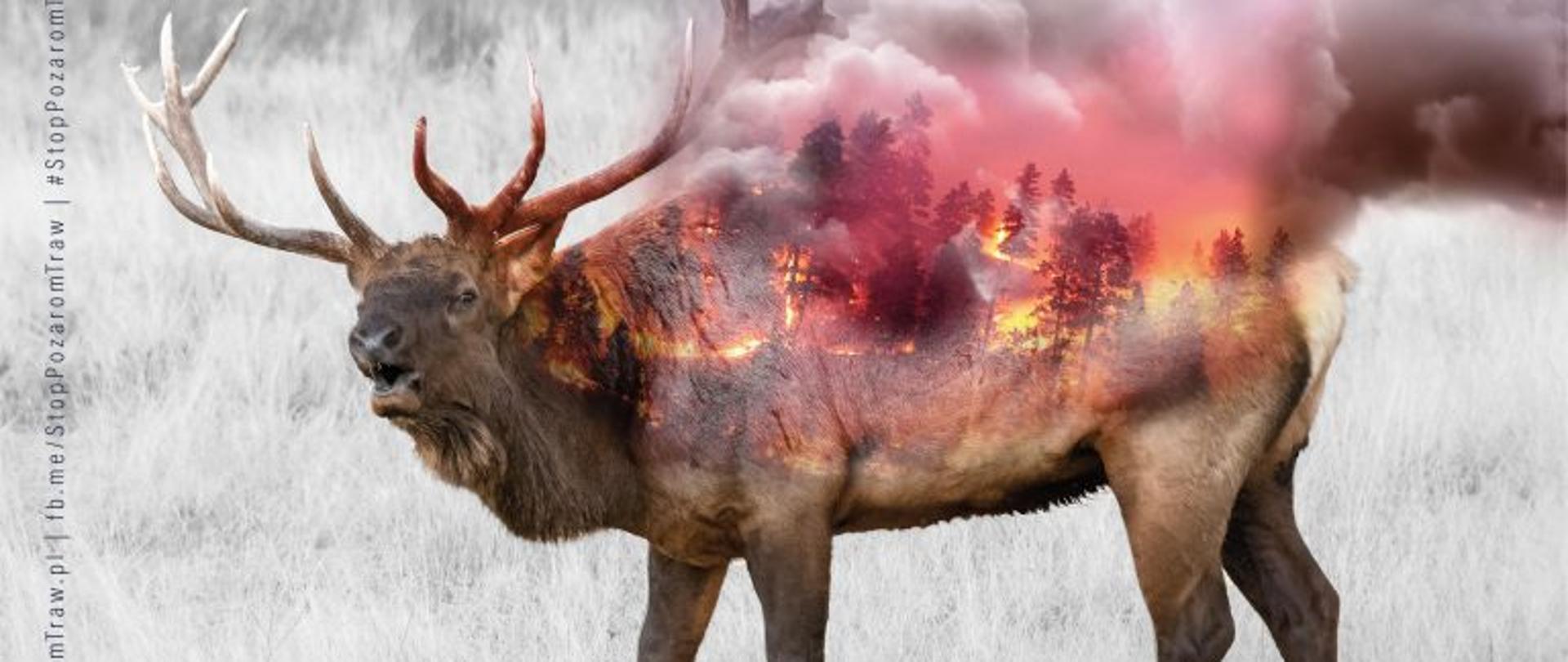 Kolaż przedstawia jelenia na tle szarej łąki. W grzbiet jelenia wkomponowane jest zdjęcie płonącego lasu. Na grafice duży napis "Stop pożarom traw".