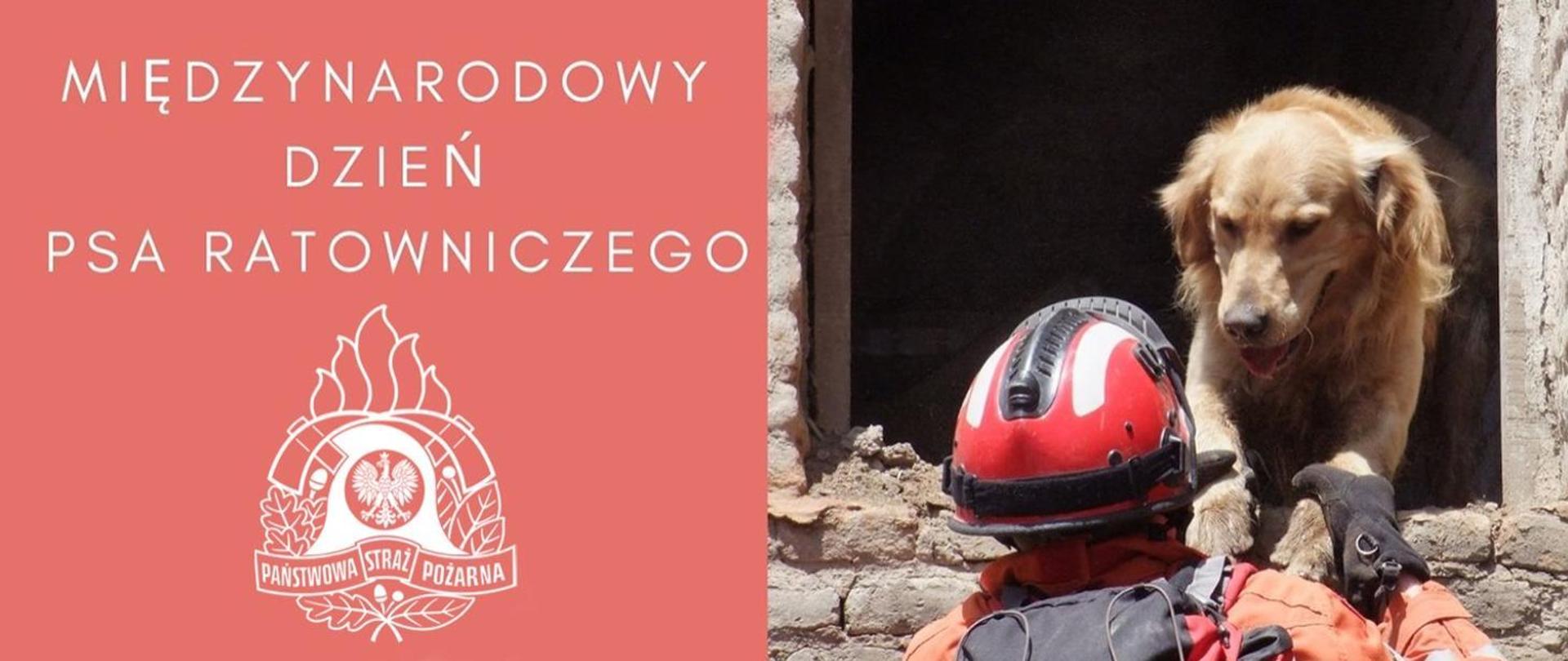 Banner przedzielony na pół. Po lewej stronie na różowym tle napis koloru białego: Międzynarodowy Dzień Psa Ratowniczego. Poniżej białe logo Państwowej Straży Pożarnej. Po prawej stronie pies ratowniczy w gruzowisku, którego za przednie łapy trzyma przewodnik psa ubrany w kombinezon i czerwony kask ratowniczy.