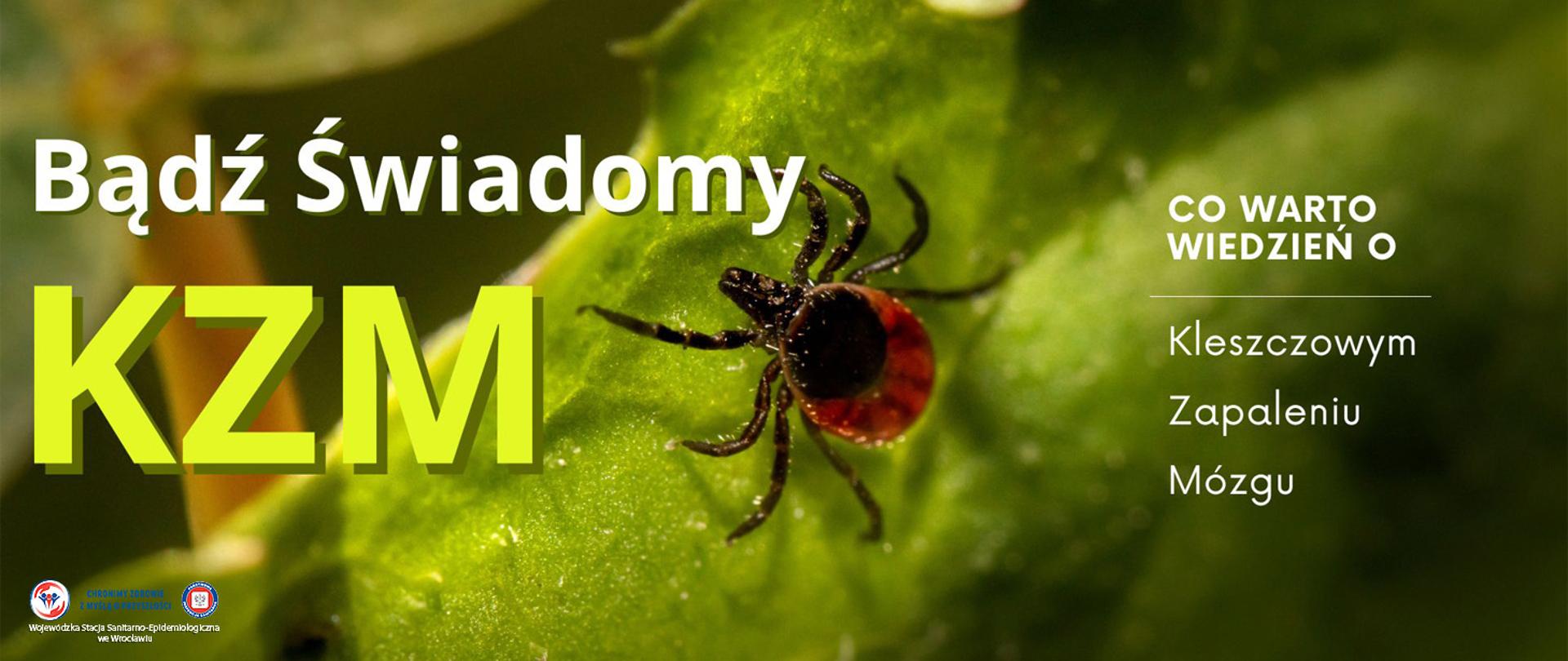 Kleszcz siedzący na liściu