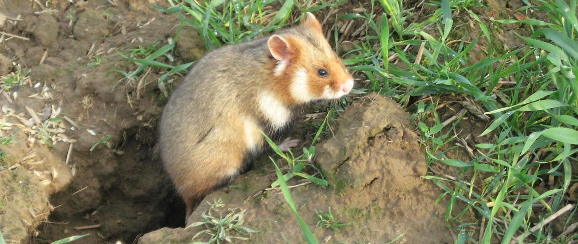 Brązowa gleba pokryta pojedynczymi źdźbłami trawy. Z norki w ziemi wychodzi zwierzę chomik. Ma futro w trzech kolorach: szary, rudy, biały, Widać głowę z ciemnym okiem.