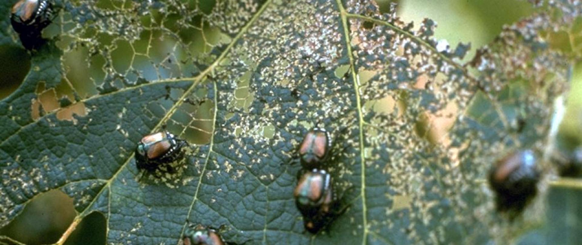 Grupa zielono-brązowych chrząszczy żerująca na liściu. Liść jest uszkodzony, ma wyjedzone w strukturze dziury.