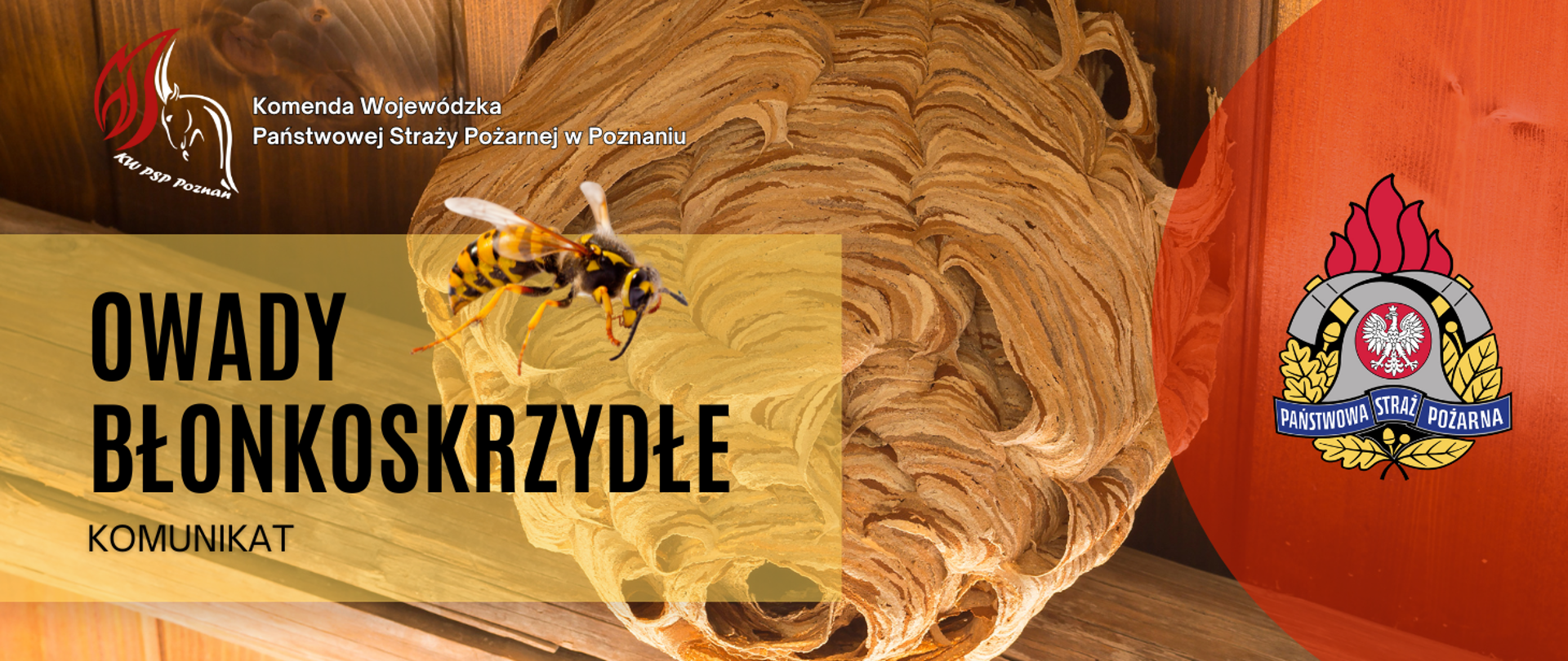 Owady błonkoskrzydłe