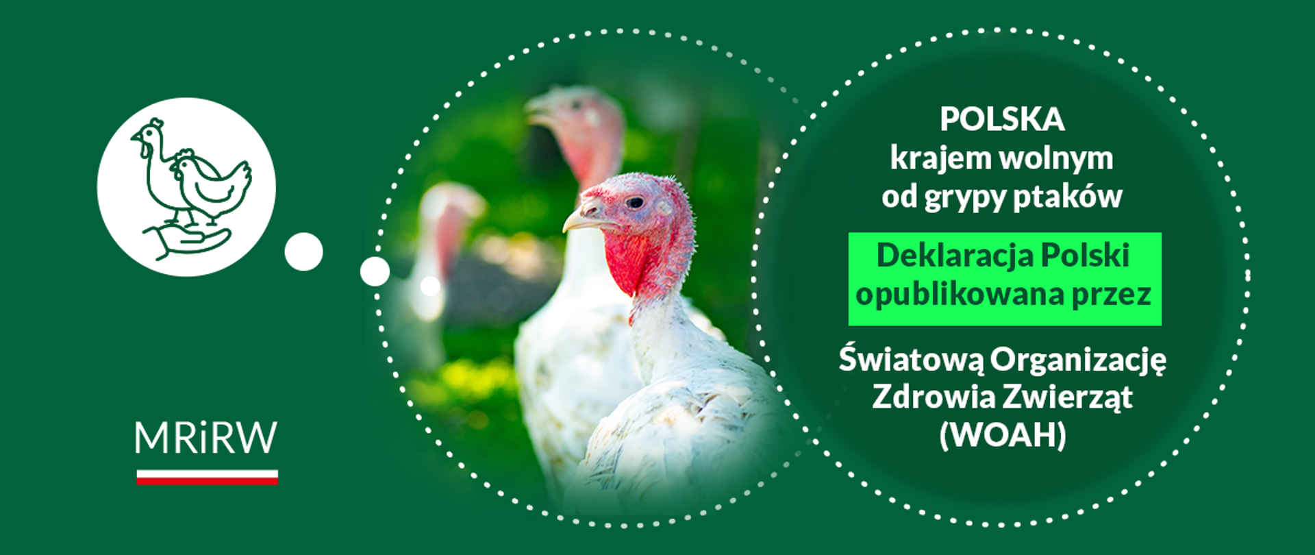 Polska bez ptasiej grypy