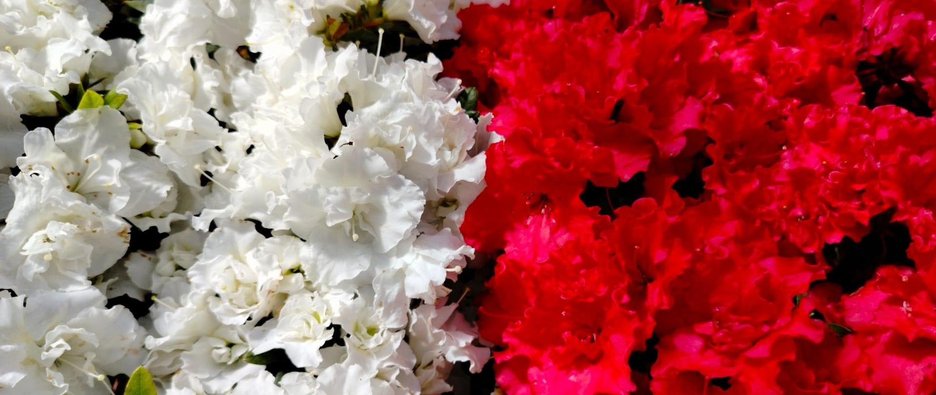 kwiaty - goździki układające się we flagę biało - czerwoną