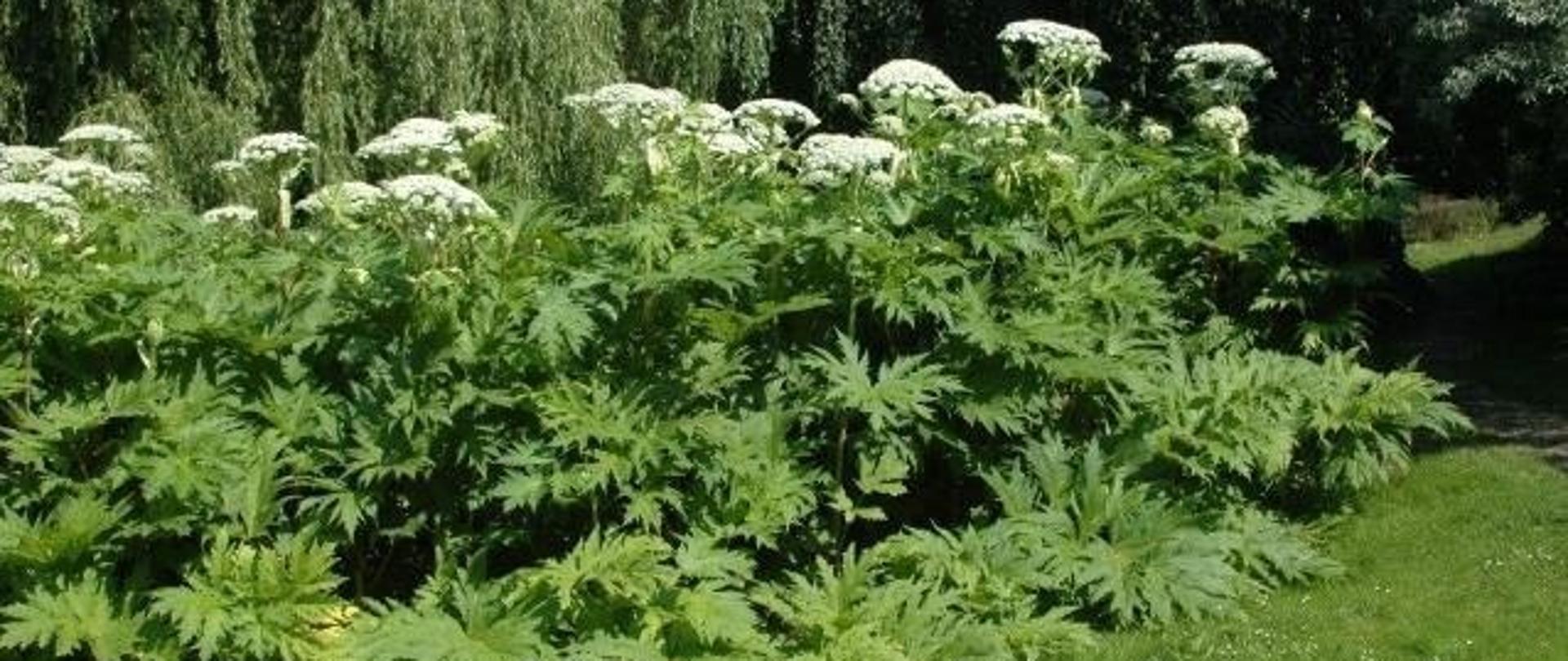 Program pilotażowego zwalczania inwazyjnych gatunków obcych