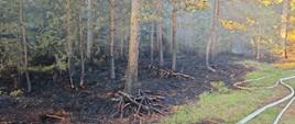 Pożar lasu Jabłonka