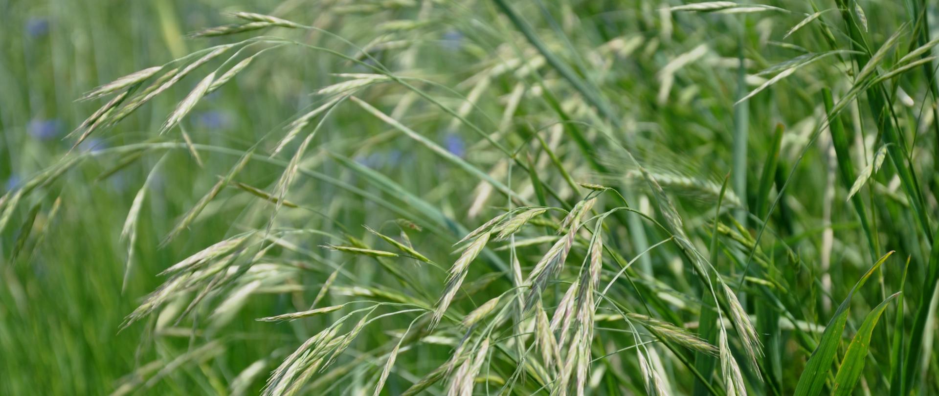 Na zielonym, rozmazanym tle ukazane są kłosy rośliny o nazwie stokłosa spłaszczona.