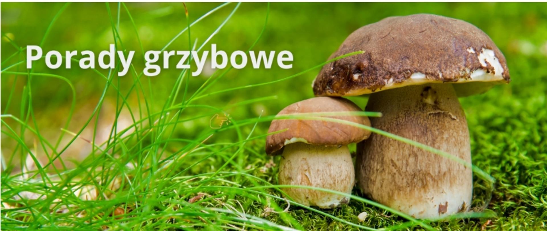 porady grzybowe